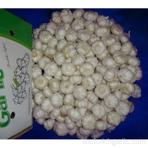 2019 Fresh New Crop Pure White Ajo